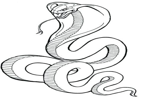 Snake Coloring Pages Realistic at GetColorings.com | Free printable ...