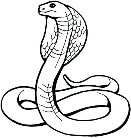 455x480 Colouring Pictures Of Snakes Snakes Coloring Pages Snake Coloring