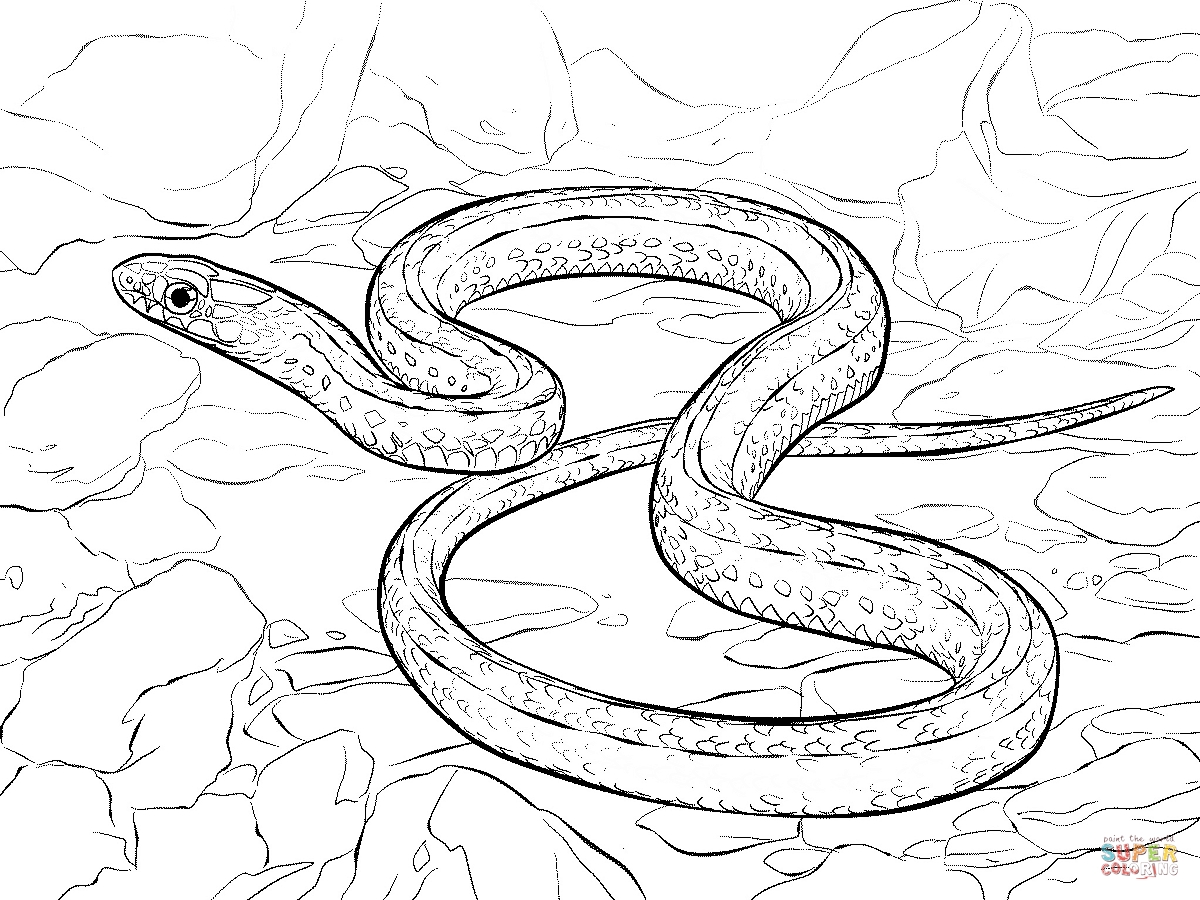 1200x900 Racer Snake Coloring Pages Printable Coloring For Kids 2018