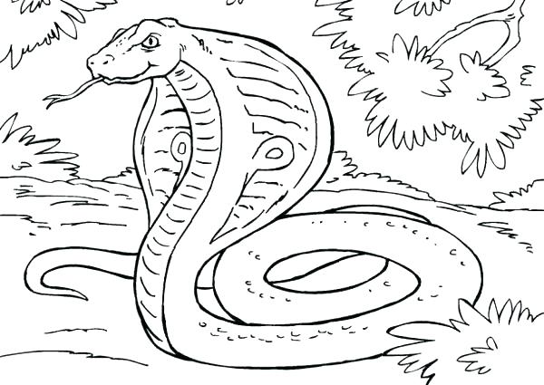 600x425 Black Mamba Coloring Pages Snake Coloring Pages Fresh Snake