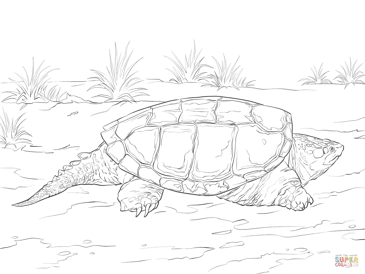 Realistic Common Snapping Turtle Coloring Page Free Printable 1200x900 Realistic Common Snapping Turtle Coloring Page Free Printable