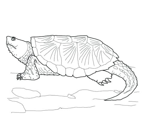 Turtles To Color 480x419 Turtles To Color