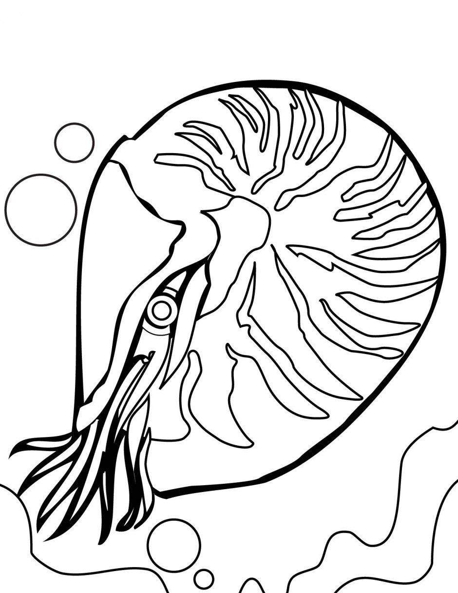 Barrier Reef Colouring Pages 940x1216 Barrier Reef Colouring Pages