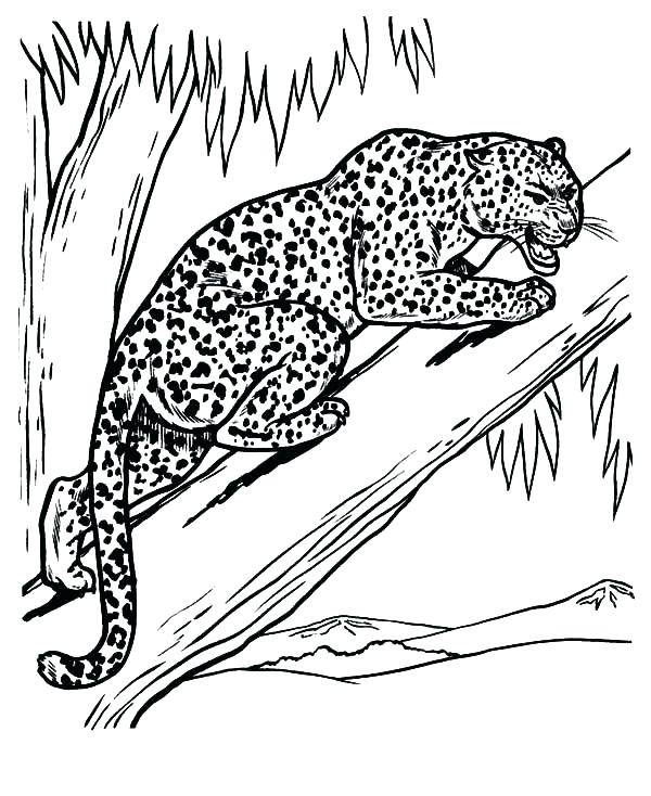 Snow Leopard Coloring Pages at GetColorings.com | Free printable ...