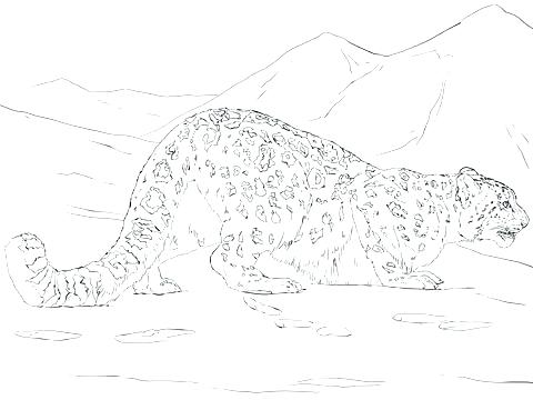 480x360 Leopard Pictures To Draw The Best Leopard Of Drawn Snow Leopard