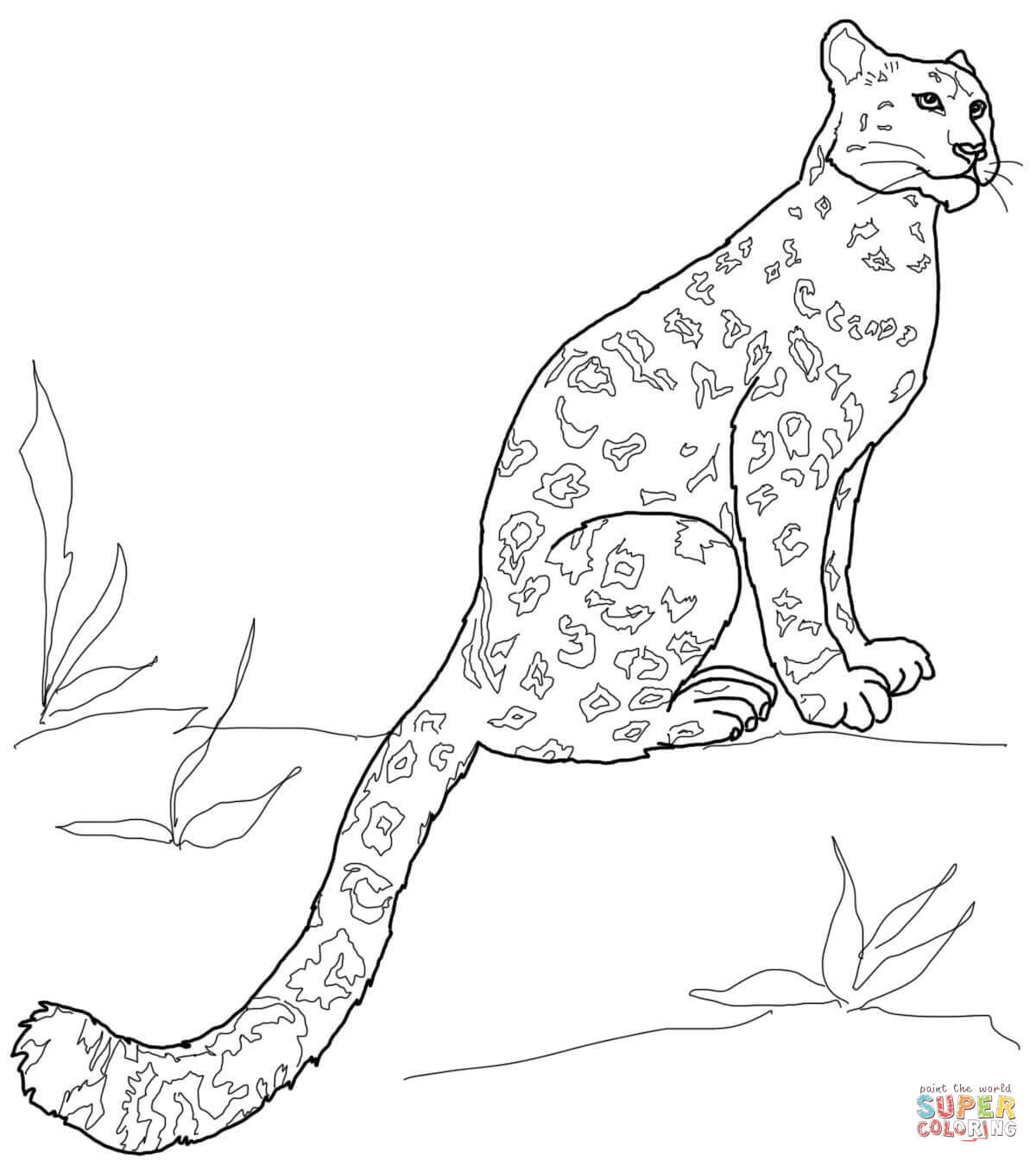1200x1344 Snow Leopard Clipart Coloring Page Pencil And In Color Ripping
