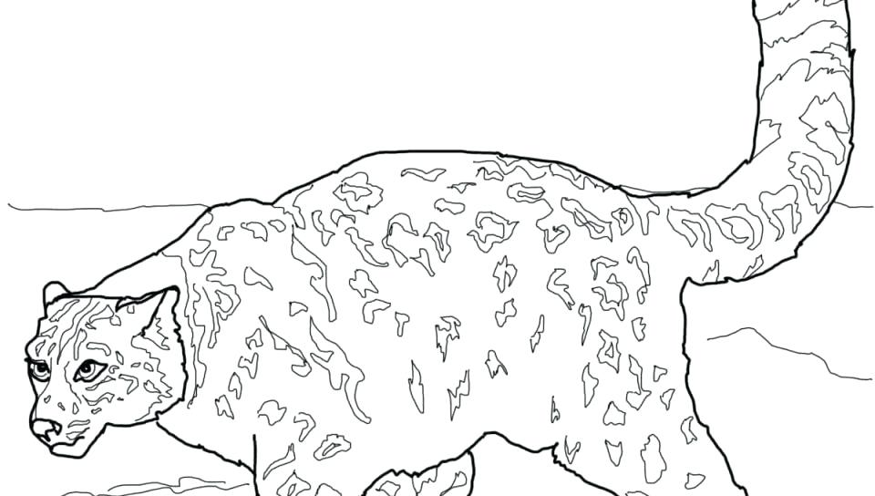 Snow Leopard Coloring Pages at GetColorings.com | Free printable ...