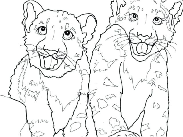 640x480 Snow Leopard Coloring Pages Snow Leopard Coloring Pages Lurker