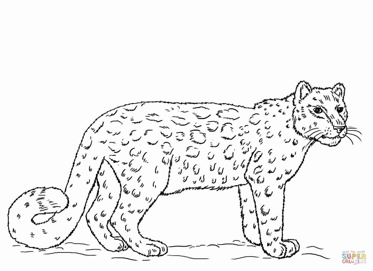 1186x862 Snow Leopards Coloring Pages Free Within Leopard Olegratiy