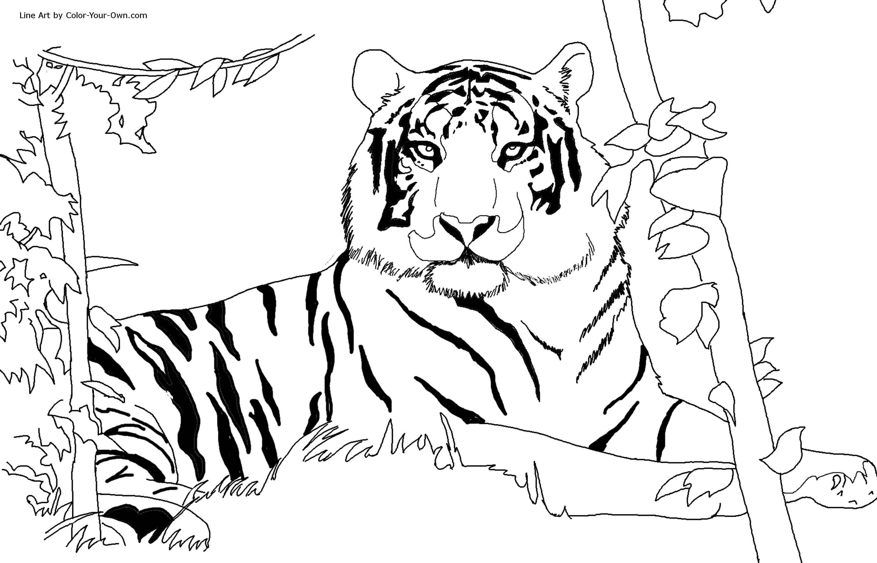 3000x1924 Awesome Gorillia Coloring Pages Free Coloring Pages Download