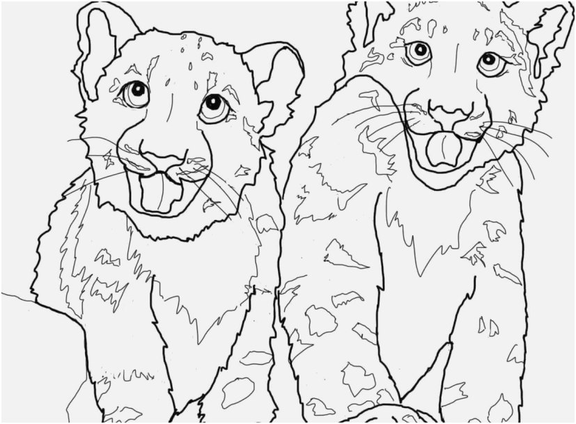 827x609 Coloring Snow Leopard Graphic Babies Snow Leopard Coloring Page