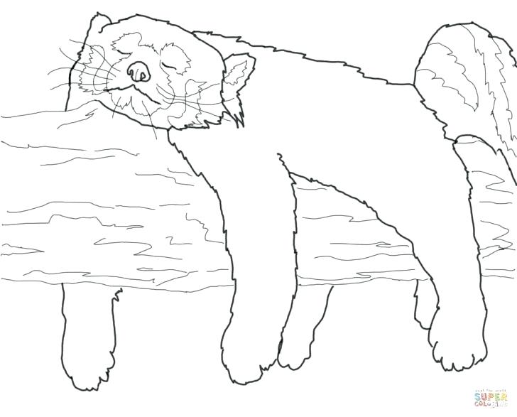 Red Bird Coloring Page High Quality Free Big Soda Crossing Sea New 728x587 Red Bird Coloring Page High Quality Free Big Soda Crossing Sea New