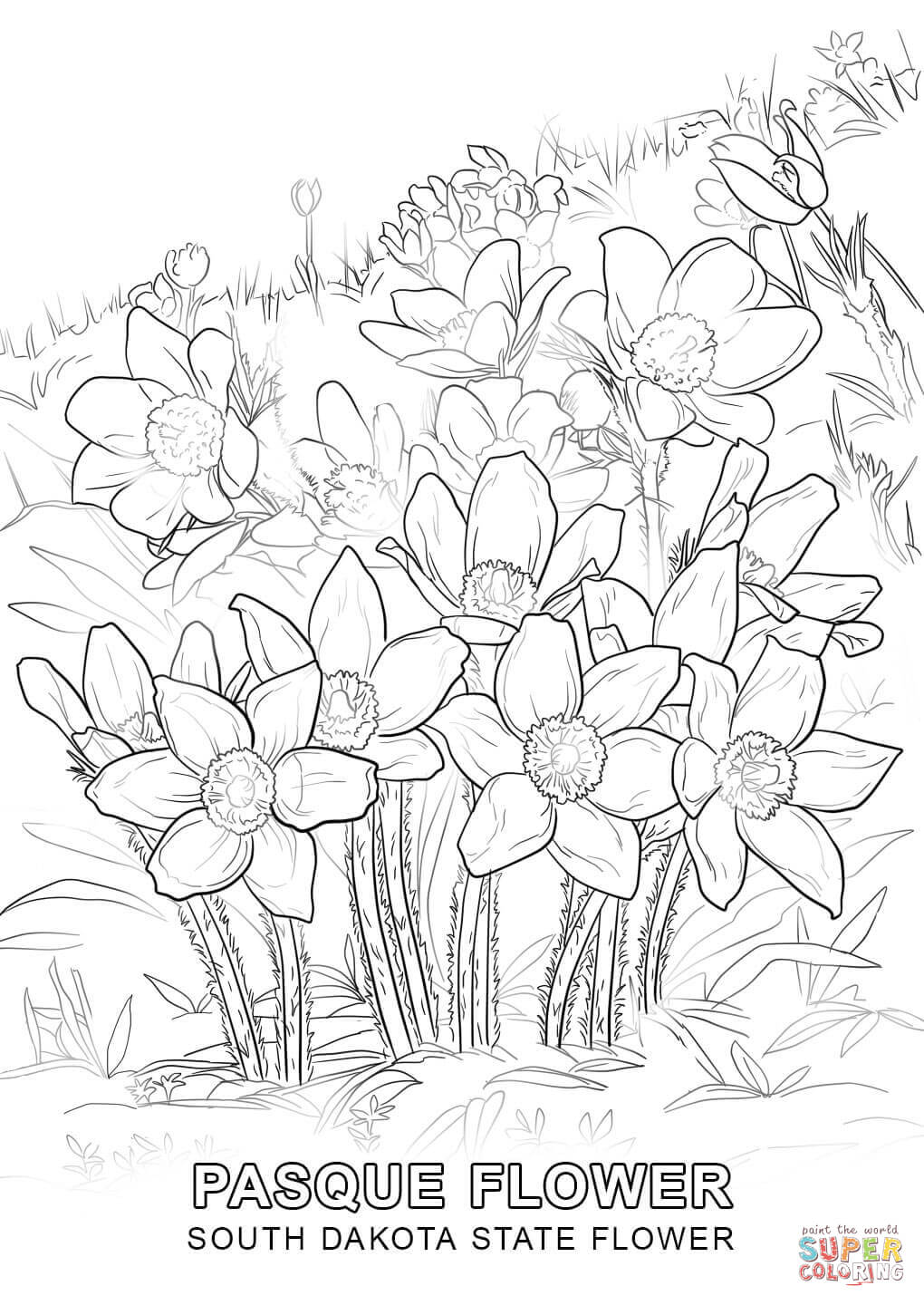 1020x1440 South Dakota State Flower Coloring Page At 5