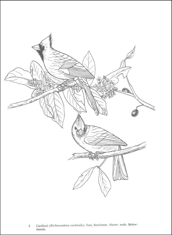 585x800 Audubon Birds Of America Coloring Book (005032) Details