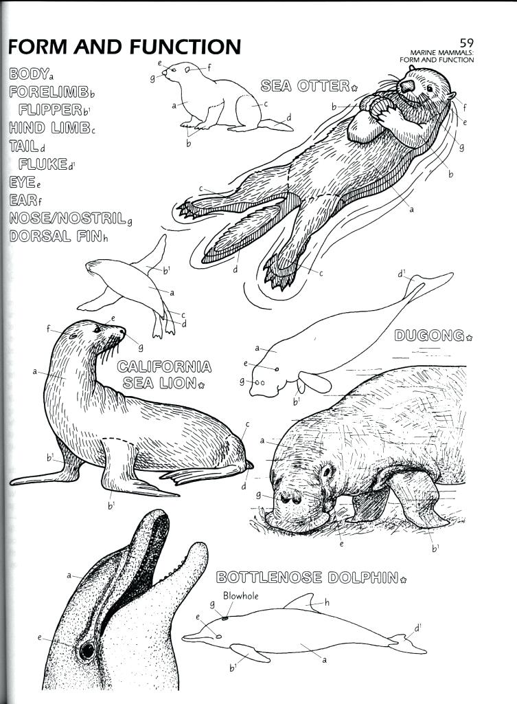 753x1024 Marine Coloring Pages Marine Biology Coloring Concepts Printable