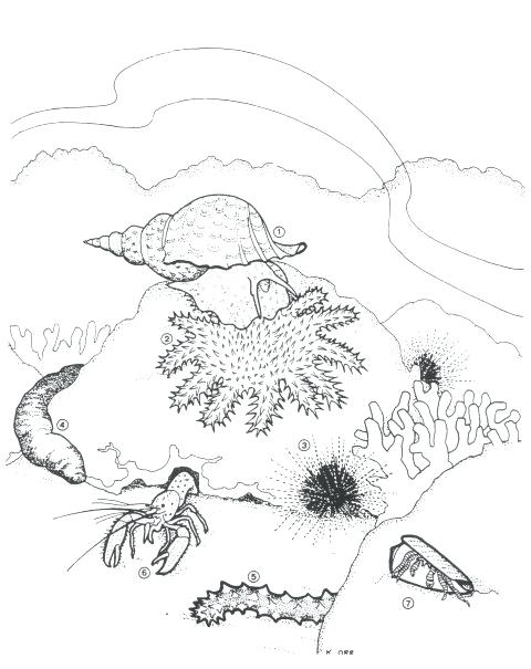 480x605 Awana Coloring Pages Sea Urchin Coloring Page Awana Coloring Pages