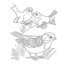 Sparrow Coloring Page