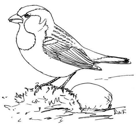 480x454 House Sparrow Coloring Page Birds To Color Thread