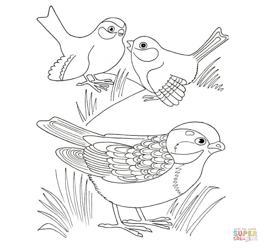 850x800 Sparrow Download Coloring Page