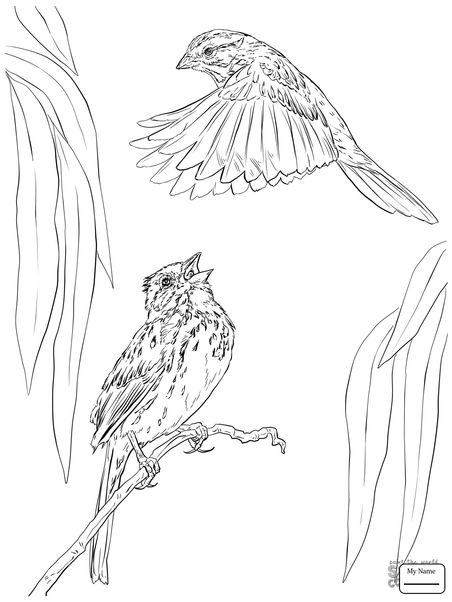 1567x2089 Best Of Bird Sparrow Coloring Page Design Printable Coloring Sheet
