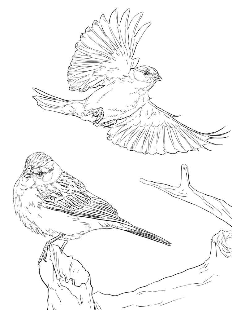 750x1000 Sparrow Coloring Pages. Download And Print Sparrow Coloring Pages