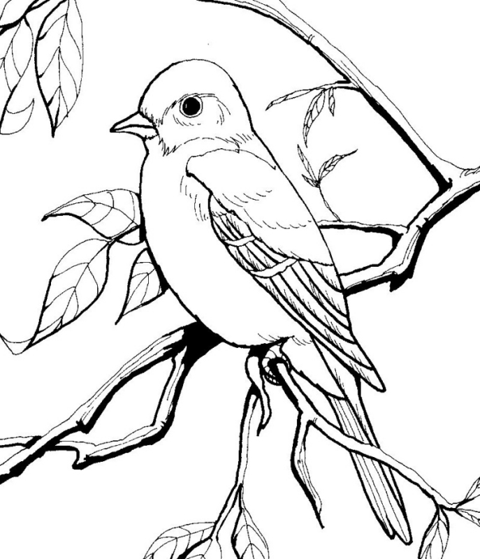 687x800 Sparrow Coloring Pages 12 Coloringpagehub