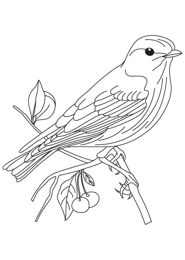 613x860 Bluebird Coloring Page Sparrow Coloring Page Eastern Bluebird