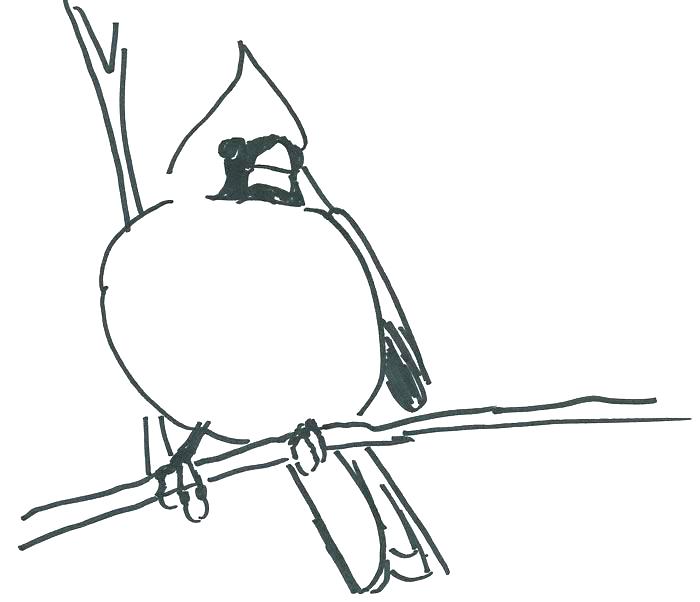 700x602 Cardinal Coloring Pages Cardinal Bird Coloring Page Cardinal