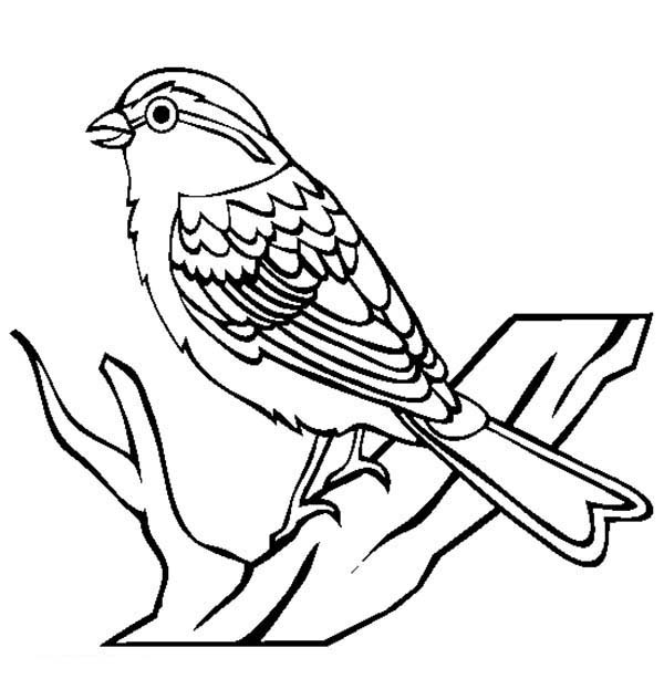600x614 Chipping Sparrow Bird Coloring Page Color Luna