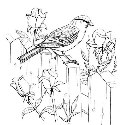 471x480 Chipping Sparrow And Roses Coloring Page Victorian