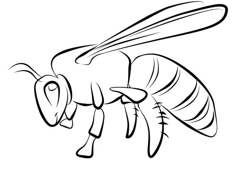 800x612 Bee Coloring Sheet Flying Bumble Bee Coloring Pages Spelling Bee