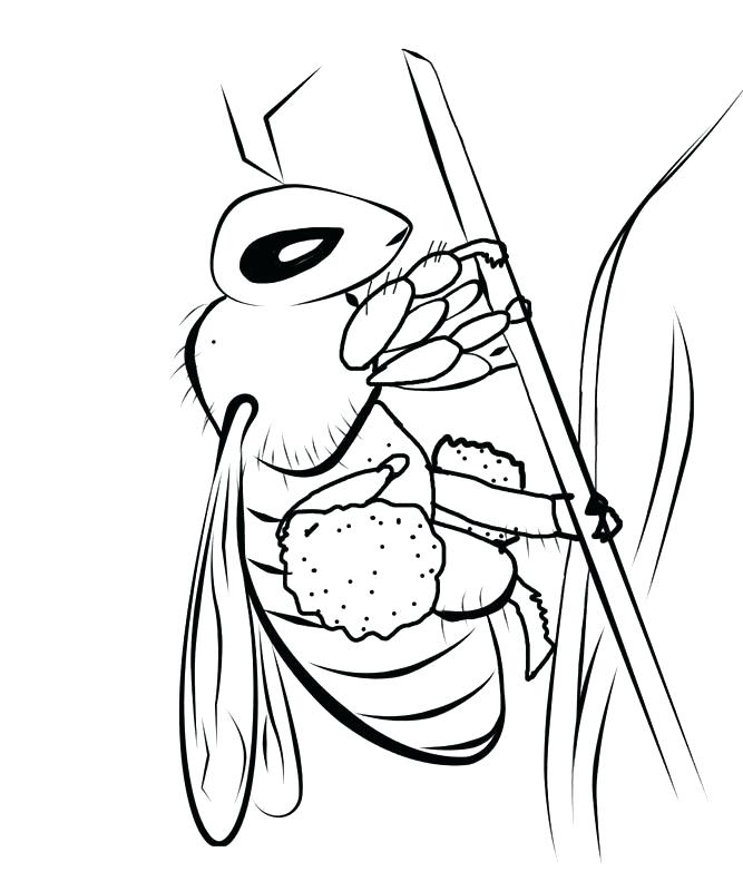 667x800 Bees Coloring Pages Bee Coloring Sheet Great Bees Coloring Pages