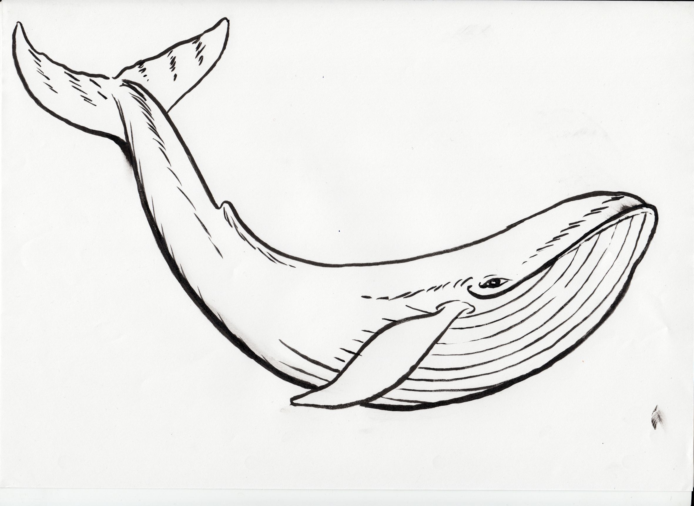 Printable Whale Coloring Pages The Hollywood Smile Of A Big Mammal.