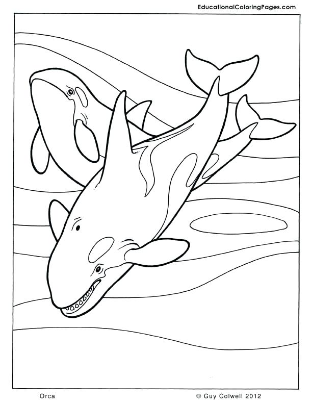 Whale Coloring Pages Killer Whale Coloring Page Coloring Page 612x792 Whale Coloring Pages Killer Whale Coloring Page Coloring Page