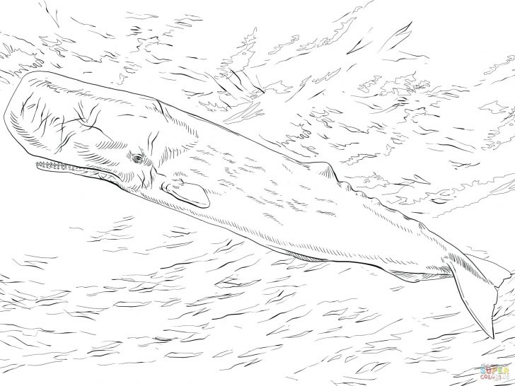 Sperm Whale Coloring Page at GetColorings.com | Free printable ...