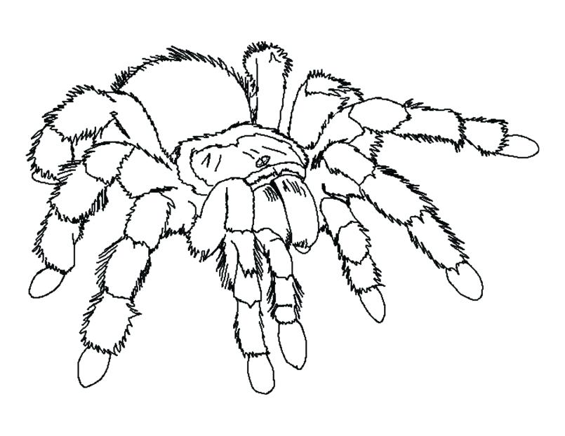 Spider Colouring Pages Itsy Bitsy Spider Coloring Page Omnitutorco 805x622 Spider Colouring Pages Itsy Bitsy Spider Coloring Page Omnitutorco