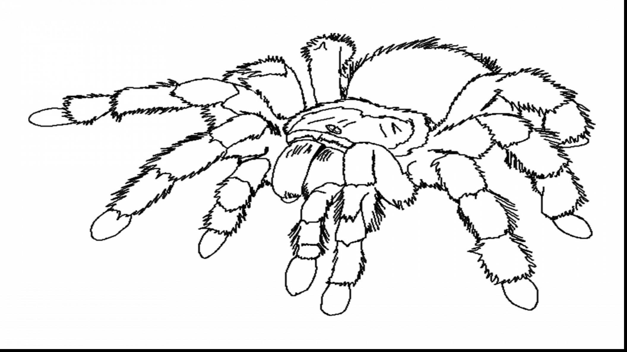 Beautiful Design Spider Coloring Pages Spiders Coloring Pages Free 2112x1188 Beautiful Design Spider Coloring Pages Spiders Coloring Pages Free