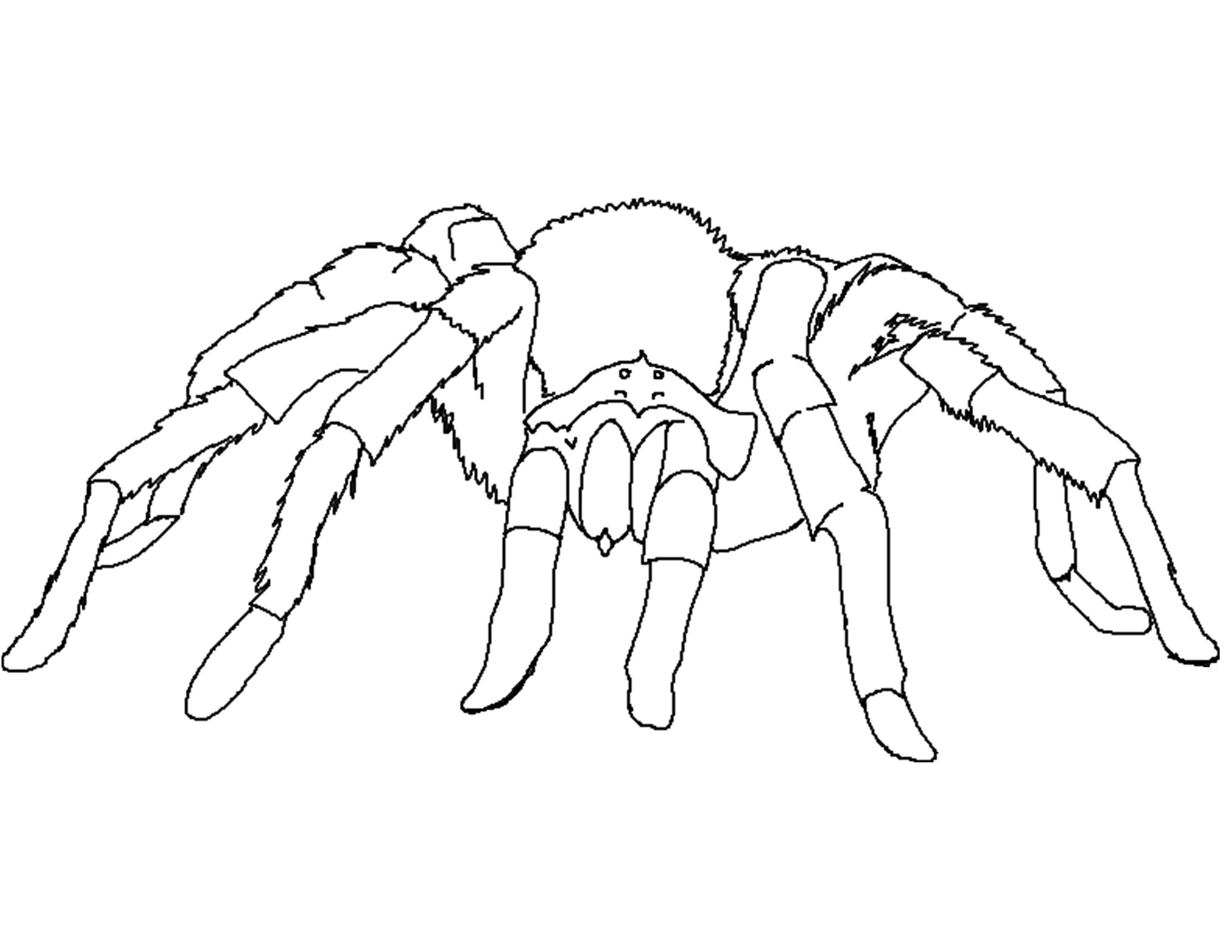 Free Printable Spider Coloring Pages For Kids 3300x2550 Free Printable Spider Coloring Pages For Kids