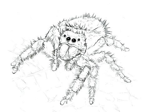 Happy Spider Coloring Page Cute Spider Spider Spider Web Coloring 480x360 Happy Spider Coloring Page Cute Spider Spider Spider Web Coloring