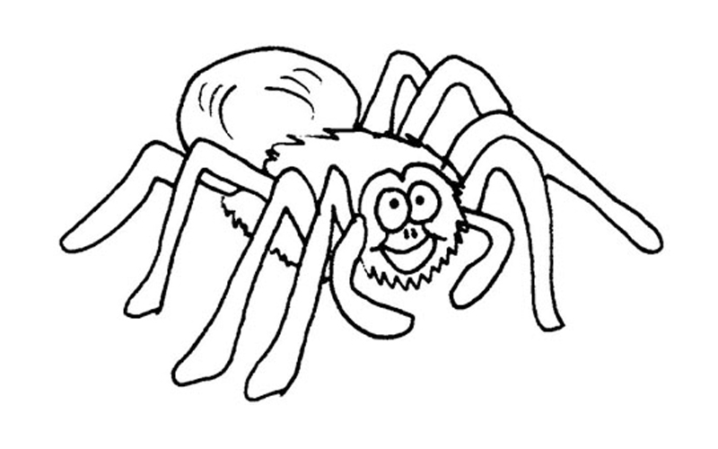 800x500 Pictures Of Spiders To Colour