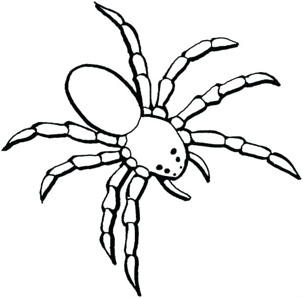 600x591 Spider Web Coloring Page