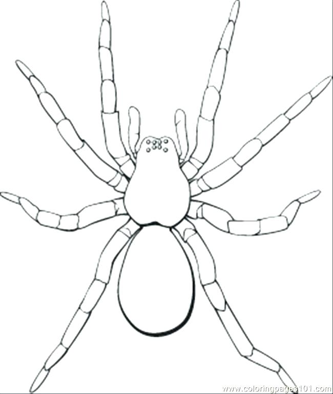 650x770 Free Spider Coloring Pages Spider Color Pages Kids Coloring Free