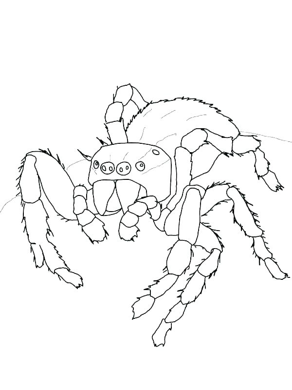600x800 Spider Coloring Book Spider Coloring Pages To Print Printable