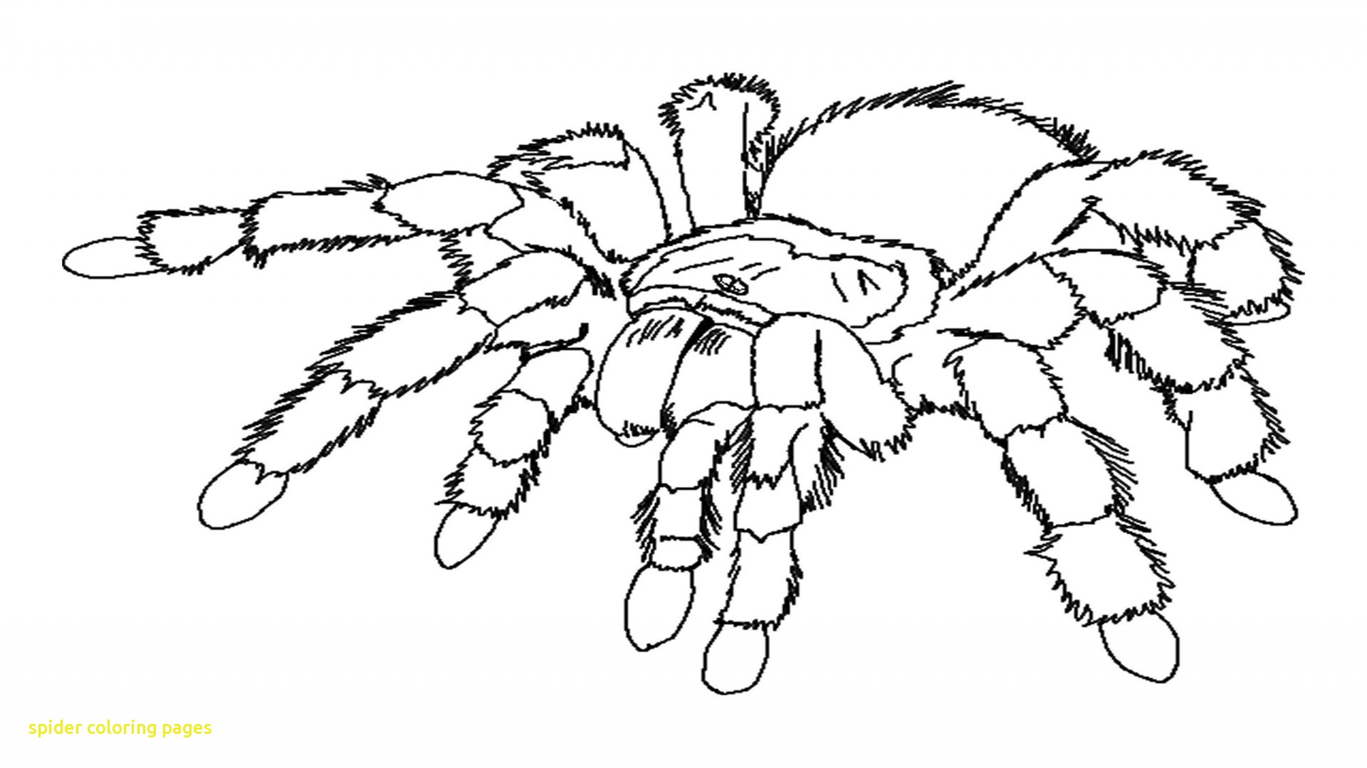1920x1080 Spider Coloring Pages With 25 Printable Spider Coloring Pages