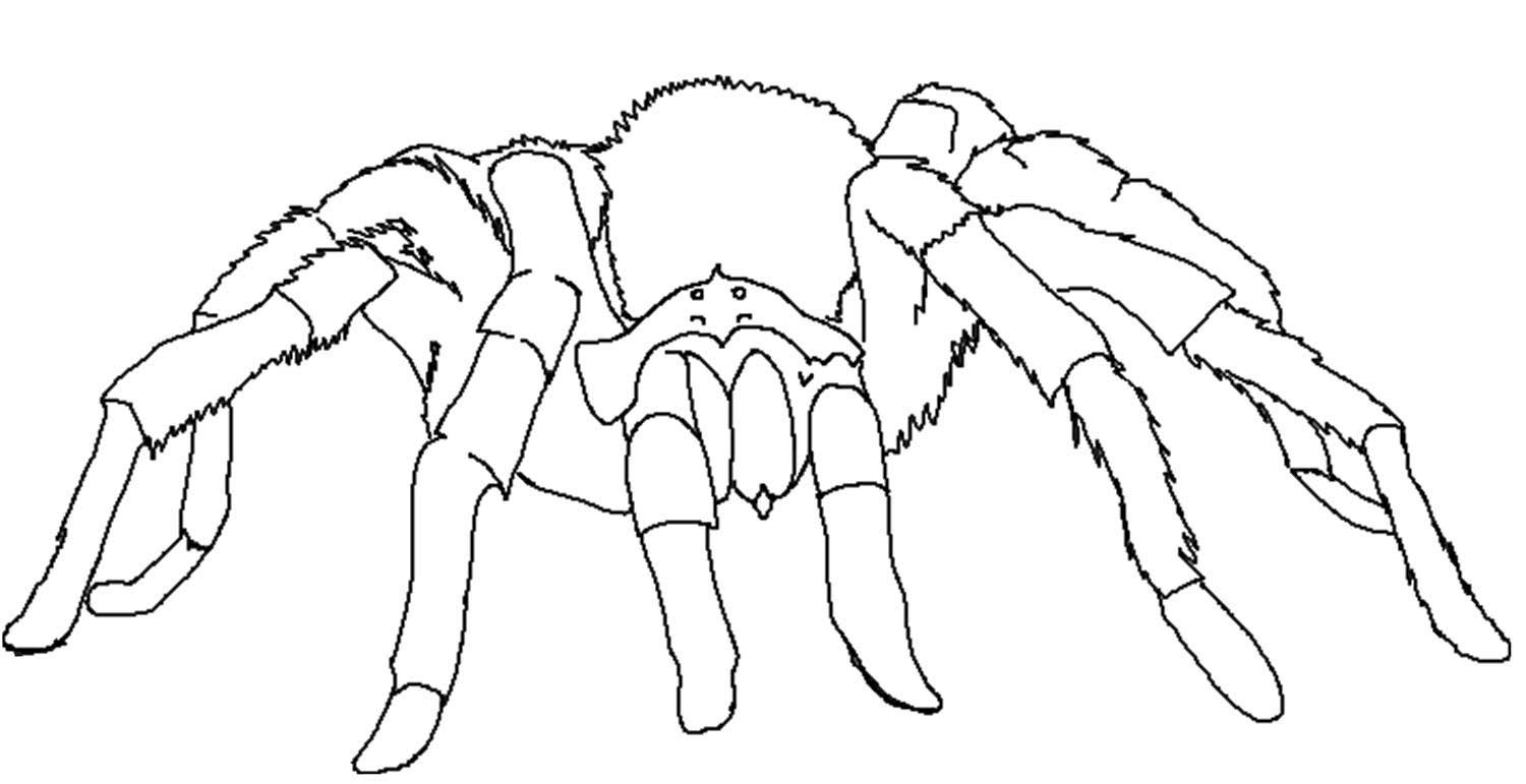 1500x771 Tarantula Spider Coloring Pages