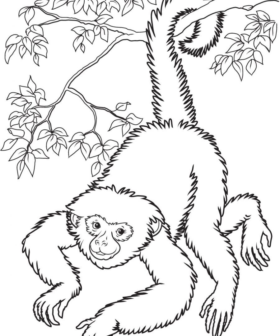 Free Printable Monkey Colorings Coloring Pages Of General To Color 900x1080 Free Printable Monkey Colorings Coloring Pages Of General To Color