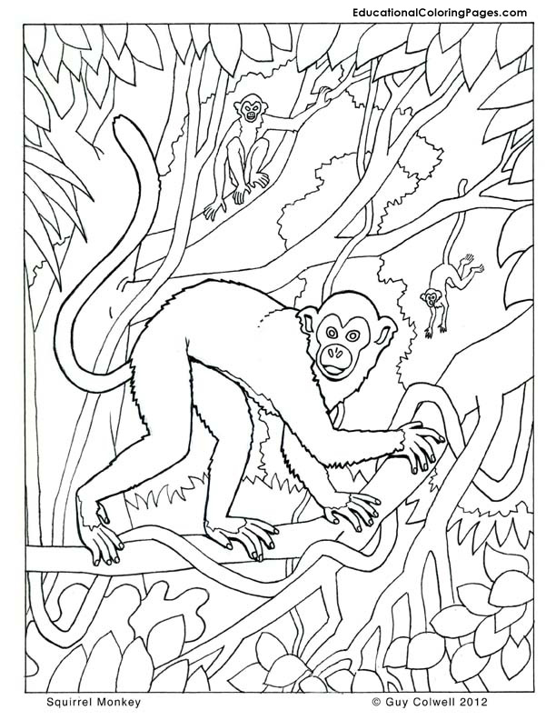 Monkey Coloring Pages 612x792 Monkey Coloring Pages