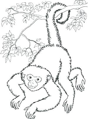 Monkey Pictures To Color Together With Spider Monkey Coloring 300x404 Monkey Pictures To Color Together With Spider Monkey Coloring