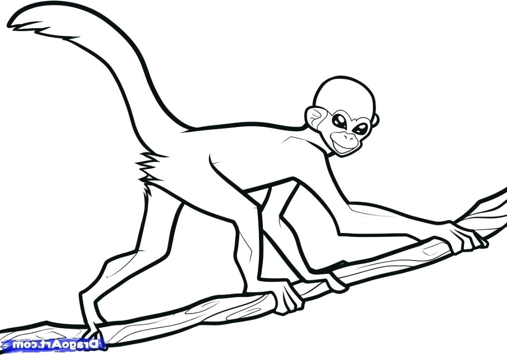 Spider Monkey Coloring Page 1024x718 Spider Monkey Coloring Page