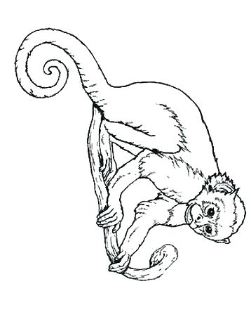 Spider Monkey Coloring Pages 358x471 Spider Monkey Coloring Pages
